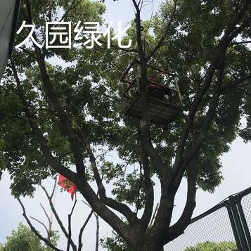绿化树木修剪